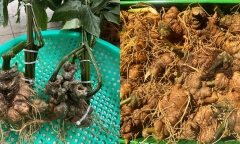Loại sâm Ngọc Linh giá chỉ 300.000 đồng/kg nhan nhản trên “chợ mạng”
