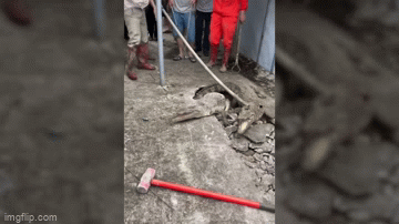 Cá sấu bất ngờ chui lên từ vỉa hè nứt nẻ khiến nhiều người hốt hoảng