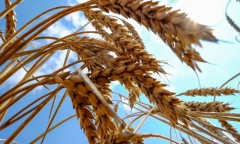 EU chia rẽ vì lệnh cấm nhập khẩu ngũ cốc Ukraine