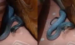 Clip: Lạnh gáy cả gia đình đang ngủ thì phát hiện rắn độc 