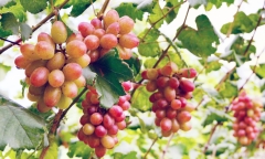 Bỏ lúa, anh nông dân liều mình trồng thứ quả 