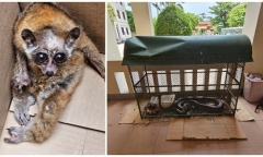 Tin tức pháp luật mới nhất ngày 20/6: Bắt đối tượng tàng trữ động vật quý hiếm