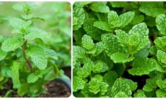 Loại rau thơm quen thuộc có từ mâm cơm gia đình đến nhà hàng sang trọng
