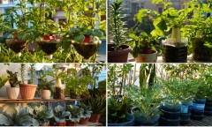 Vợ chồng Thanh Hóa biến ban công và sân thượng thành trang trại trên cao với đàn gà gần 50 con