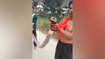 Video: Người đàn ông dùng tay không bắt sống rắn hổ mang chúa