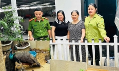 Nhặt được 2 con chim lạ, người phụ nữ mất ăn mất ngủ, chia sẻ suy nghĩ bất ngờ
