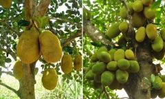 Vì sao người xưa thường dùng gỗ mít làm tượng thờ?