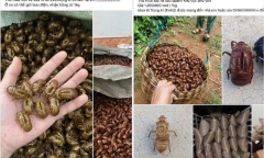 Thực hư thương lái thu mua xác ve sầu giá vài triệu/kg
