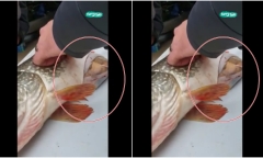 Video: Mổ bụng cá, người đàn ông bất ngờ phát hiện loài vật bé nhỏ còn sống