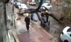 Video: Cây xanh bật gốc, 2 tài xế thoát chết trong gang tấc