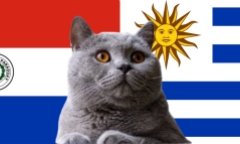 Nhận định soi kèo trận Uruguay vs Paraguay, 6h30 ngày 7/9: Mèo tiên tri tặng quà chia tay Suarez