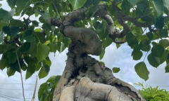 Loại cây trồng nhiều ở chùa nay thành bonsai độc đáo, có cây giá 2 tỷ đồng
