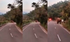 Clip: Khoảnh khắc voi dữ tấn công khiến người đàn ông đi xe máy tử vong