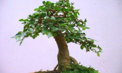 Ngỡ ngàng với loại cây dại mọc khắp nơi nay được cắt tỉa 