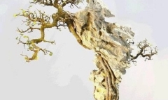 Chiêm ngưỡng loạt bonsai bám đá đầy nghệ thuật, 