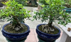 Loại cây lạ tỏa mùi thơm đặc biệt nay lên chậu thành bonsai 