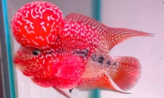 Loài cá 