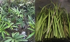 “Tiên dược” cho “người nghèo” giúp tăng cường chức năng gan, đẹp da