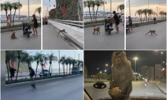Clip: Khỉ hoang hung hăng tấn công, đuối người đi đường ở Quảng Ninh