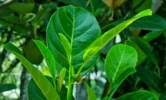 Uống nước lá mít có tác dụng gì?
