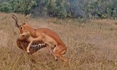 Ngỡ ngàng chiến thuật 