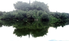 Cách nấu cháo bồ câu bằng nồi cơm điện