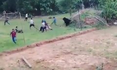 Clip: Hành động bất ngờ của con gấu sau khi được cứu khiến dân làng hoảng sợ, bỏ chạy