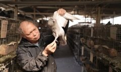 Bỏ vườn cây ao cá nuôi thứ chim 