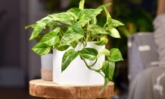 Ý nghĩa phong thủy của cây trầu bà