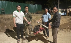 Phát hiện con vật đầy lông, má trắng lạc vào vườn, người dân giao nộp cho cơ quan chức năng