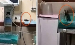 Clip: Chuột cắn hai trẻ sơ sinh đang điều trị tại phòng ICU ở Ấn Độ