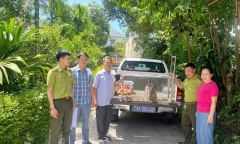 Người dân giao nộp khỉ vàng, cu li nhỏ để cứu hộ tại VQG Phong Nha-Kẻ Bàng