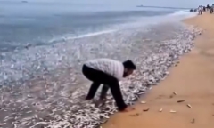 Clip: Người dân phấn khích chứng kiến cảnh hàng ngàn con cá nhảy múa trên biển