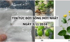 Tin tức đời sống mới nhất ngày 3/2: Gắp đinh sắt dài 2,5cm trong tá tràng của bé 2 tuổi
