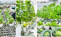 Mê mẩn trước vườn rau xanh mướt, trĩu quả trên sân thượng của nữ giảng viên đại học
