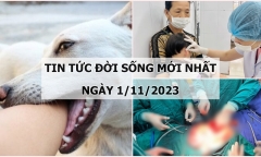 Tin tức đời sống mới nhất ngày 1/11: Xót xa bé gái bị 4 con chó tấn công khi cùng bố đến chỗ làm