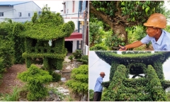 Cận cảnh cây sanh giống chùa Một Cột, được trả hàng trăm triệu đồng nhưng chủ không bán