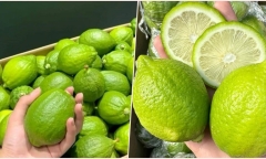 Chanh Quảng Đông đang được săn lùng, giá cao nhưng vẫn bán “đắt như tôm tươi”