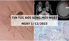 Tin tức đời sống mới nhất ngày 1/12: Cụ ông 94 tuổi sốc phản vệ do bị muỗi đốt
