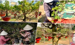 TP.HCM: Nhà vườn chi tiền triệu thuê người vặt lá mai dịp Tết Nguyên đán