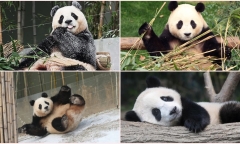“Lịm tim” trước loạt ảnh cực đáng yêu của gấu trúc khổng lồ đầu tiên sinh ra tại Hàn Quốc
