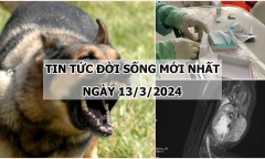 Tin tức đời sống ngày 13/3: Chó nghi dại cắn liên tiếp 7 người tại tỉnh Phú Yên