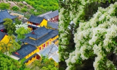 Ngắm cây cổ thụ đẹp nhất Trung Quốc, gần 900 tuổi vẫn nở hoa trắng muốt, hút khách du lịch