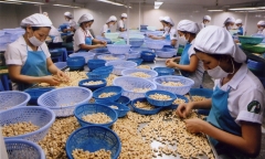 Xuất khẩu hạt điều Việt Nam đạt mức cao kỷ lục
