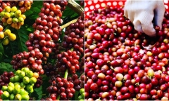 Giá cà phê trong nước cao kỷ lục