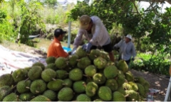 Sầu riêng tăng giá kỷ lục