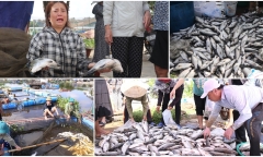 Người dân ở Hà Tĩnh thất thần nhìn 50 tấn cá vược chết bất ngờ trên sông Nghèn