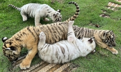 Vụ 17 con hổ Bengal chết ở Khu du lịch Vườn Xoài: Hé lộ nguyên nhân