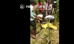 Clip: Đi làm đồng, nông dân phát hiện con trăn dài gần 5m, bụng to bất thường nằm trong bụi cây