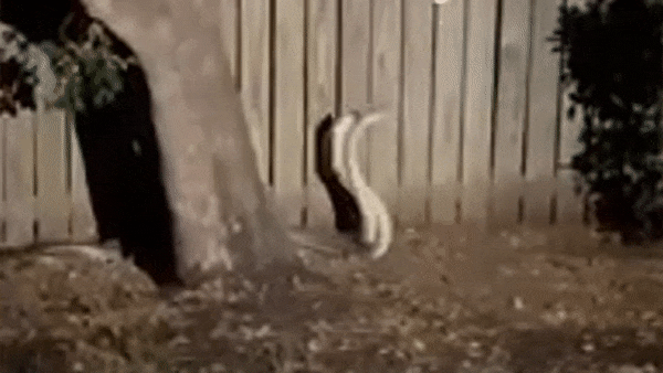 Nghe tiếng động lạ lúc nửa đêm, người phụ nữ soi đèn kiểm tra thì phát hiện cảnh tượng